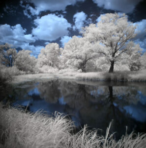 Monochrome landscape with a tree